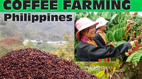 coffee farm in batangas|Coffee in the Philippines Part 1: A Look at the Islands’ Original Farms.